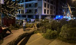 Rüzgar Çam Ağacını Yan Yatırdı, Cadde Trafiğe Kapandı