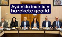 Aydın’da incir için harekete geçildi