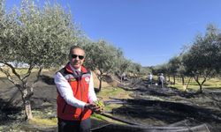Aydın zeytin üretiminde ilk üçte