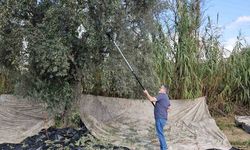 Aydın’da yağışların ardından zeytin hasadı başladı