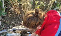Buharkent’te meyve sineğiyle mücadele aralıksız sürüyor