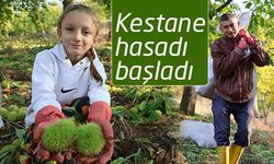 Aydın'daki kestane üreticilerini hasat telaşı sardı