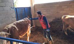 Köşk’te büyükbaş hayvanlarda şap aşılaması sürüyor