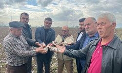İncirliova’da Dolu Felaketi: 6 Bin Dönüm Pamuk Tarlası Zarar Gördü
