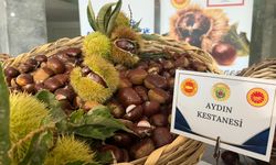 Aydın’daki ilk kestanelerin kilosu 550 liradan alındı