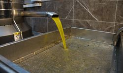 Aydın’da zeytinin yağa dönüşümü başladı