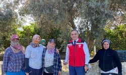 Aydın’da mandalina hasadı başladı