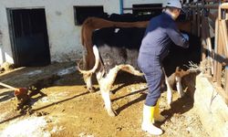 Aydın’da şap hastalığına karşı aşılama çalışmaları sürüyor