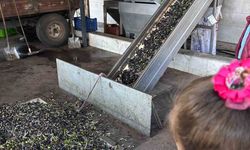 Minikler zeytinin ağaçtan sofraya uzanan serüvenini uygulamalı öğrendi