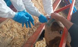 Nazilli’de şap hastalığıyla mücadele sürüyor