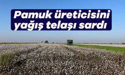 Yağışlar pamuk üreticisini zarara soktu