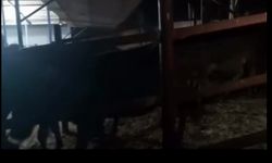 Pasaportsuz hayvan transferi yapanlar cezasız kalmadı