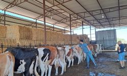 Söke’de şap hastalığı görülünce ilçeye giriş çıkışlar durduruldu