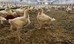 Söke’de üreticilere Kuş Gribi riski uyarısı