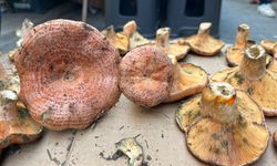 Çıntar çıktı fiyatlar el yakıyor