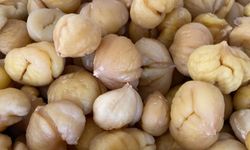 Aydın Kestanesi'nin dünya pazarına yolculuğu başlıyor