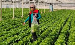 Buharkent'te sağlıklı gıda için pestisit denetimi