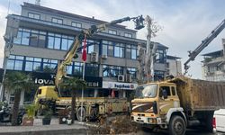 İncirliova'da tarihi çınar ağacı budandı