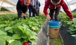 Coğrafi işaretli 'Sultanhisar Çileği'nde hasat sevinci