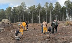 Kırşehir'den gelen üniversite öğrencileri Çine'de fidan dikti