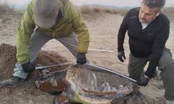 Kuşadası'nda son bir haftada 3 deniz kaplumbağası ölü bulundu