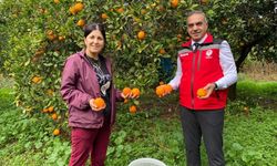 Kuyucak'ta portakal hasadı yapıldı