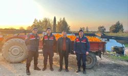 Nazilli'de 1,5 tonluk portakal hırsızlığı jandarmaya takıldı