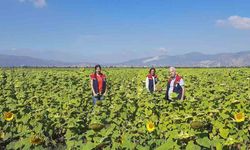 Söke'de 10 bin dekarlık alana ayçiçeği tohumu dağıtılacak