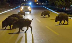 Kuşadası'nda yiyecek arayışı
