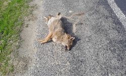 Aracın çarptığı tilki telef oldu