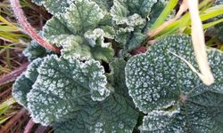 Aydın'a zirai don uyarısı