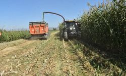 Aydın'da kaba yem üretimi artıyor