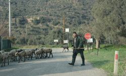 Havalar ısındı, sürüler doğaya salındı