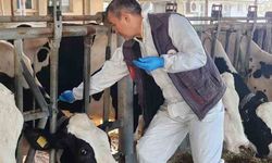 Söke TAYEM'de tüberküloz ve brucella taraması yapıldı
