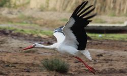 Aydın'da ilk leyleği gördü, bir çuval unu kaptı