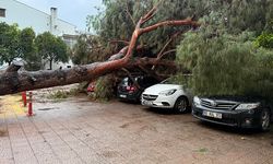 Aydın’da çam ağacı devrildi 4 araç zarar gördü