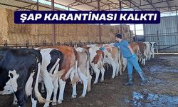 Söke’de şap karantinası kalktı