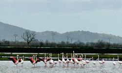 Tarlaları su bastı, flamingolar keyfini sürdü