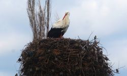 Yılın ilk leylekleri gelmeye başladı, ilk gören 1 çuval unu kaptı