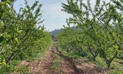 Ağaçlar çiçek açtı, bahçelerde meyve tutumu takibi yapıldı