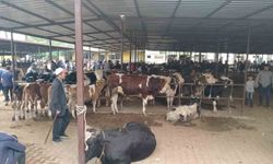 Aydın'da hayvan pazarlarında yeni dönem: 'Kurallar ve saatler belirlendi'