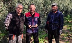Aydın'da zeytin bahçeleri kontrol edildi