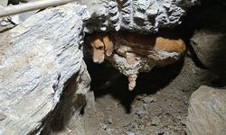 Betonun içine sıkışan köpek kurtarıldı