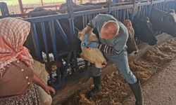 Bozdoğan'da aşı ve küpeleme çalışmaları sürüyor