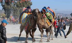 Deve güreşlerinde, 'Bu sene mangal yakılmayacak, basın mensupları dışarıya çıkarılacak'