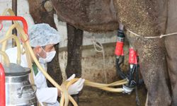 Deve sütü gıda teknolojisine giriyor