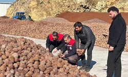 Koçarlı'da Çam Fıstığı işleme tesisindeki çalışmalar yerinde incelendi