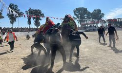 Şap karantinası kalktı, deve güreşleri İncirliova’da başladı