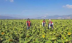 Ayçiçeğinde tohum desteği başladı