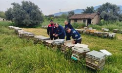 Aydın'da ana arı üretim kovanları denetlendi